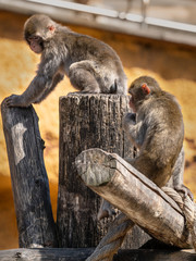 Little macaques in a tree at the zoo.