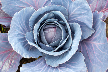 Large appetizing cabbage grows in the own garden