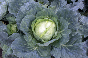 Obraz premium Large appetizing cabbage grows in the own garden