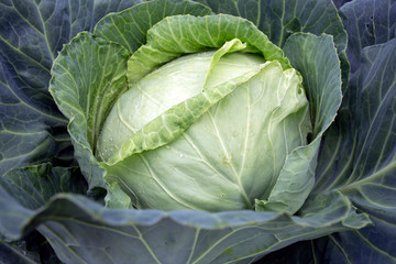 Obraz premium Large appetizing cabbage grows in the own garden