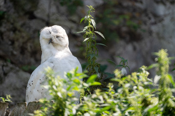 White polar owl at the zoo.