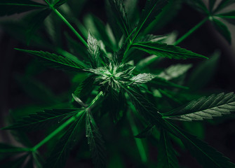 Cannabis in the ground on a dark background medical marijuana