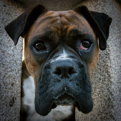 Retrato Canino: Mirada Curiosa del Boxer, Perro Divertido y Juguetón, Fotografía Animal en Stock para Amantes de Mascotas y Diseñadores Gráficos