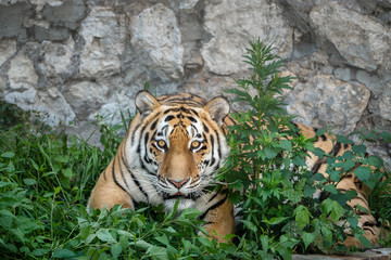 Tiger grimaces at the zoo.