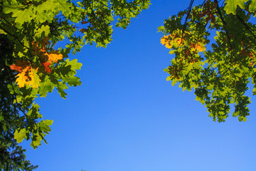 Blue sky framed by green, yellow and red oak leaves on tree tops