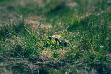 mała stokrotka wśród traw