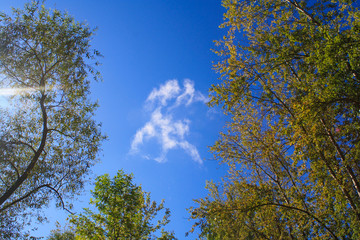 White cloud on a blue sky framed by tree tops, sunlight
