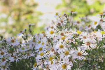 A lot daisies on a background of blurred greenery