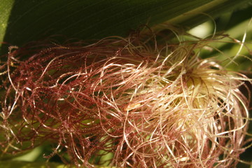 Detail of maize plants with mature silks on farmland.