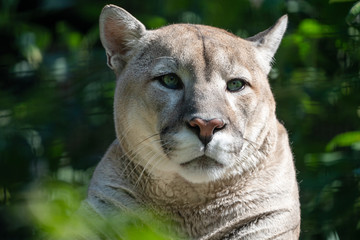 Large predatory Cougar rests.