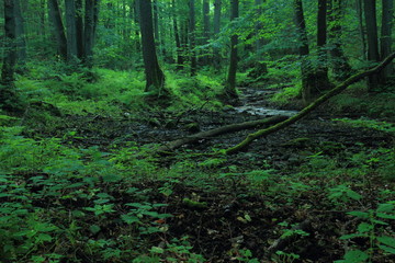 Alluvial forest in summer. Cisowa Natural Reserve, Gdynia, Poland