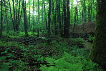Riparian forest. Stream in forest. Cisowa Natural Reserve, Gdynia, Poland
