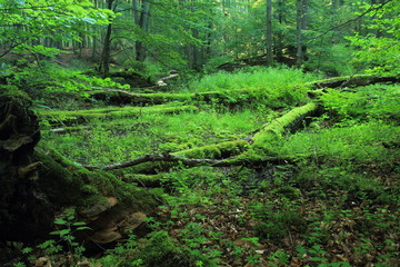 Alluvial forest. Old trees fallen and broken and coverd in moss. Cisowa Nature Reserve, Gdynia, Poland