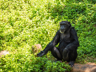 Chimpanzees are very intelligent animals