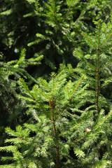 Natural sprig of spruce