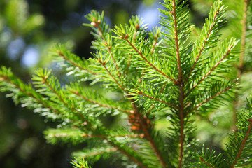 Natural sprig of spruce