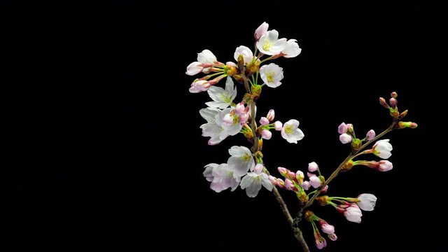 桜の開花（タイムラプス）