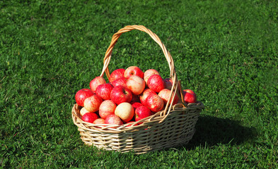 Basket of ripe apples on green grass, harvesting