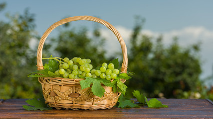 Fototapeta na wymiar Bunch of grapes in basket on wooden table, background is garden 