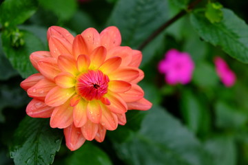 Fleur orange au coeur rose