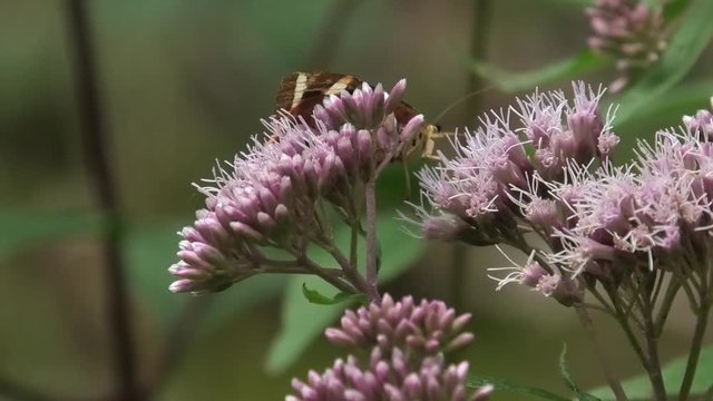 euplagia quadripunctaria, farfalla