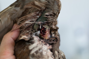 the pigeon with a opened humerus fracture