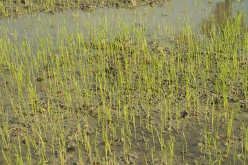 Crop of rice field