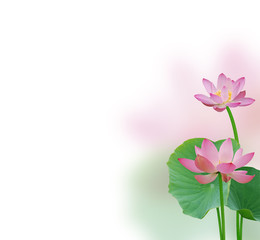 Lotus flowers composition
