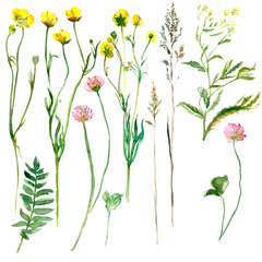 Watercolor drawing of wild meadow flowers, buds, inflorescences and leaves. Summer design. Design wallpaper, textiles, fabrics, textures, covers, packaging and wrapping paper. Design element .