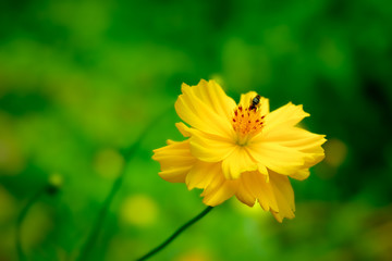 Yellow mexican aster  with bee nature background