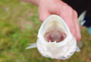 pike perch fish teeth with his mouth open