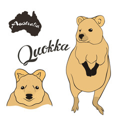 Quokka vector image isolated on white background. Scrub pademelon in full growth and head.  Short-tailed pademelon realistic design. Fauna Australia. Scrub wallaby or short tail kangaroo.