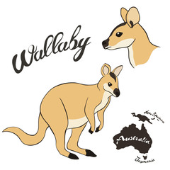 Australian wallaby vector image isolated on white background. Brown wallaby in full growth and wallaby profile head. Cute jumping animal. Realistic kangaroo design. Fauna Australia symbol.