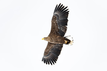 White Tailed Eagle  in Hokkaido Japan