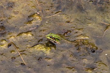 Teichfrosch schaut aus schleimigen Tümpel