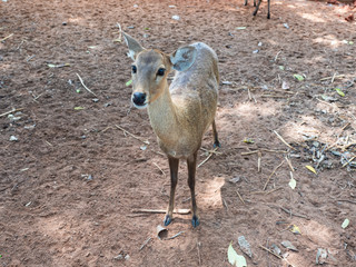 Deer are beautiful animals