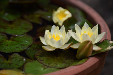 mini water lily in the bowl (side view) / 手水鉢で育てるミニ睡蓮の花(ミニ盆栽)