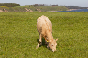 Kuh hellbraun Wiese