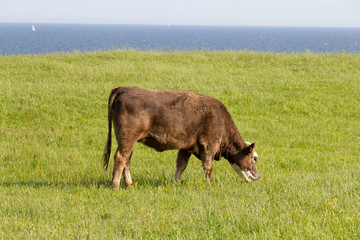 Kuh / Rind Wiese