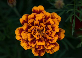 Bright yellow orange brown marigold flower close up selective focus