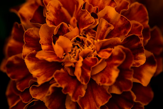 Dark bright marigold flower close up selective focus