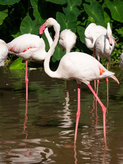 Flamingo is the most beautiful in the world