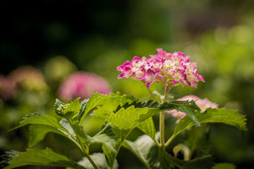 wiosenne zielone rośliny i kwiaty
