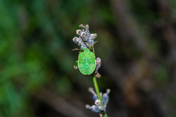 odorek zieleniak (Palomena prasina) larwa
