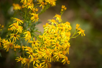 Zółte kwiaty na łące 