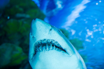 Naklejka premium Wielki biały rekin w wielkim błękicie