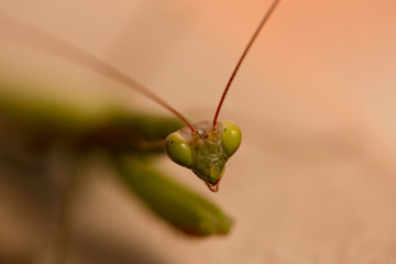 Testa di mantide religiosa