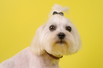 cute white dog on a yellow background