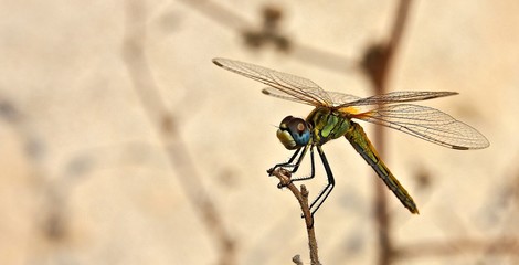 Dragonfly - Stunning Colours 