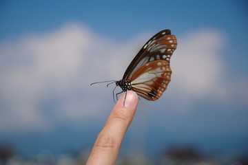 指にとまるアサギマダラ